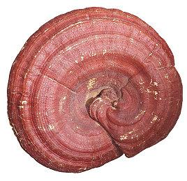 Devolver Digital直面会敲定吉祥物回归